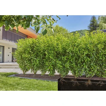 Gardena Micro Drip Druppelbuis Ondergronds En Bovengronds 25 Meter 4 Gardena Micro Drip Druppelbuis Ondergronds En Bovengronds 25 Meter - Afbeelding 2