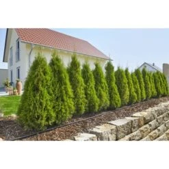 Gardena Micro Drip Startset M Voor Rijplanten (excl Timer) 8 Gardena Micro Drip Startset M Voor Rijplanten (excl Timer) -Gardena 123 1042